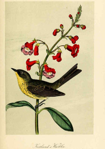 Reproducción/Reproduction 6306018583: Illustrations of the birds of California, Texas, Oregon, British and Russian America Philadelphia: :J.B. Lippincott & Co.,1862