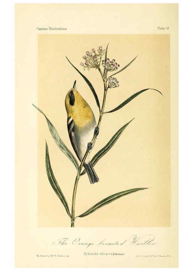 Reproducción/Reproduction 6306542448: Illustrations of the birds of California, Texas, Oregon, British and Russian America Philadelphia: :J.B. Lippincott & Co.,1862