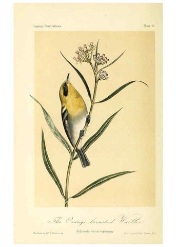 Reproducción/Reproduction 6306542448: Illustrations of the birds of California, Texas, Oregon, British and Russian America Philadelphia: :J.B. Lippincott & Co.,1862