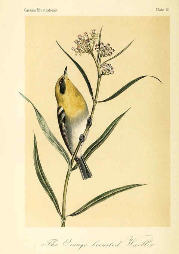 Reproducción/Reproduction 6306542448: Illustrations of the birds of California, Texas, Oregon, British and Russian America Philadelphia: :J.B. Lippincott & Co.,1862