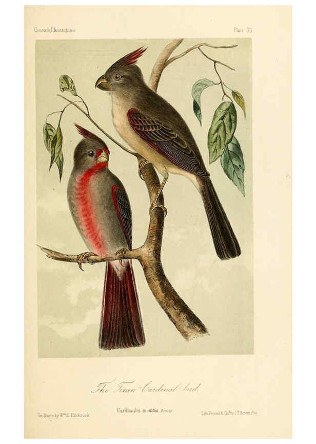 Reproducción/Reproduction 6306538500: Illustrations of the birds of California, Texas, Oregon, British and Russian America Philadelphia: :J.B. Lippincott & Co.,1862