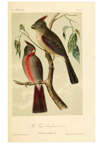 Reproducción/Reproduction 6306538500: Illustrations of the birds of California, Texas, Oregon, British and Russian America Philadelphia: :J.B. Lippincott & Co.,1862