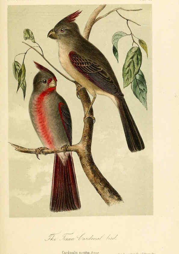 Reproducción/Reproduction 6306538500: Illustrations of the birds of California, Texas, Oregon, British and Russian America Philadelphia: :J.B. Lippincott & Co.,1862