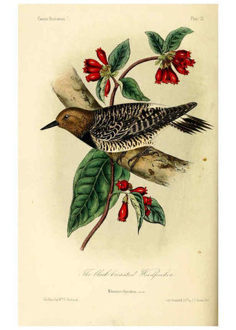 Reproducción/Reproduction 6306538168: Illustrations of the birds of California, Texas, Oregon, British and Russian America Philadelphia: :J.B. Lippincott & Co.,1862