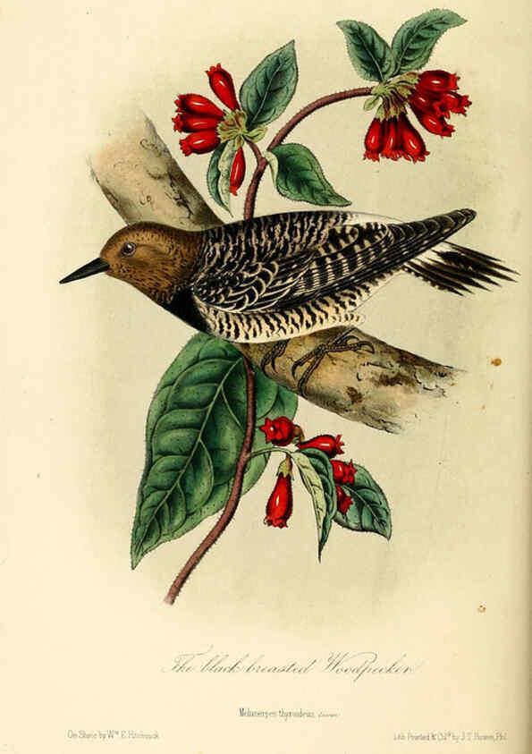 Reproducción/Reproduction 6306538168: Illustrations of the birds of California, Texas, Oregon, British and Russian America Philadelphia: :J.B. Lippincott & Co.,1862