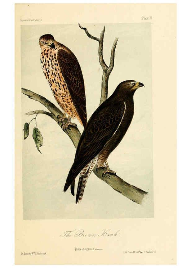 Reproducción/Reproduction 6306014297: Illustrations of the birds of California, Texas, Oregon, British and Russian America Philadelphia: :J.B. Lippincott & Co.,1862