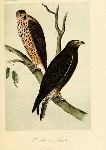 Reproducción/Reproduction 6306014297: Illustrations of the birds of California, Texas, Oregon, British and Russian America Philadelphia: :J.B. Lippincott & Co.,1862