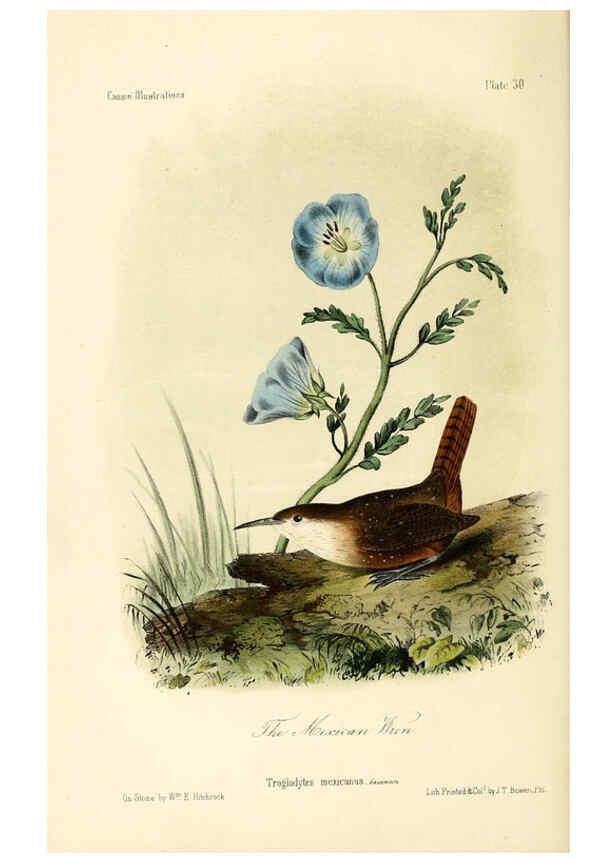 Reproducción/Reproduction 6306537648: Illustrations of the birds of California, Texas, Oregon, British and Russian America Philadelphia: :J.B. Lippincott & Co.,1862