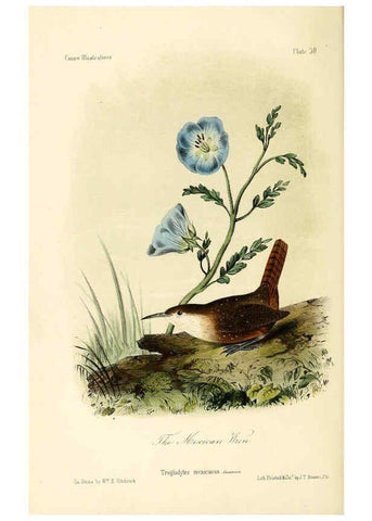 Reproducción/Reproduction 6306537648: Illustrations of the birds of California, Texas, Oregon, British and Russian America Philadelphia: :J.B. Lippincott & Co.,1862