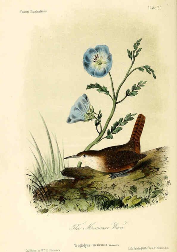 Reproducción/Reproduction 6306537648: Illustrations of the birds of California, Texas, Oregon, British and Russian America Philadelphia: :J.B. Lippincott & Co.,1862