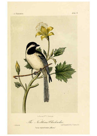 Reproducción/Reproduction 6306532636: Illustrations of the birds of California, Texas, Oregon, British and Russian America Philadelphia: :J.B. Lippincott & Co.,1862