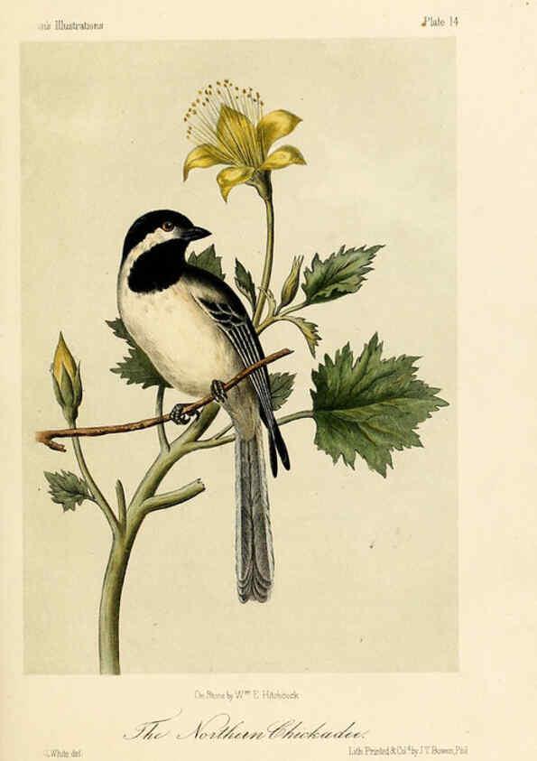 Reproducción/Reproduction 6306532636: Illustrations of the birds of California, Texas, Oregon, British and Russian America Philadelphia: :J.B. Lippincott & Co.,1862