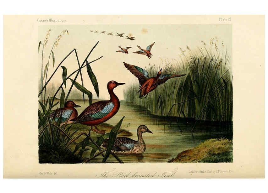 Reproducción/Reproduction 6306533018: Illustrations of the birds of California, Texas, Oregon, British and Russian America Philadelphia: :J.B. Lippincott & Co.,1862