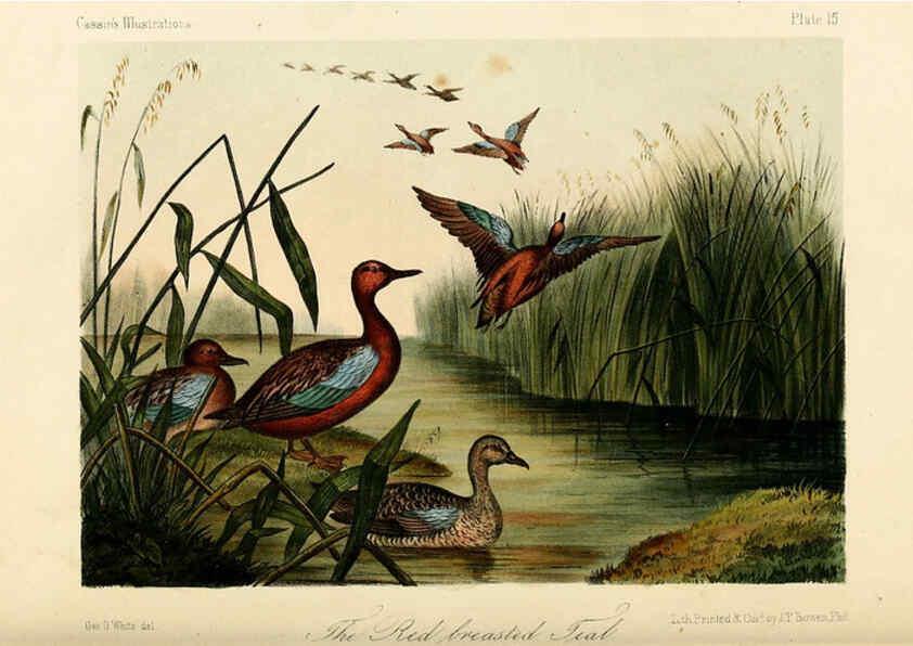 Reproducción/Reproduction 6306533018: Illustrations of the birds of California, Texas, Oregon, British and Russian America Philadelphia: :J.B. Lippincott & Co.,1862