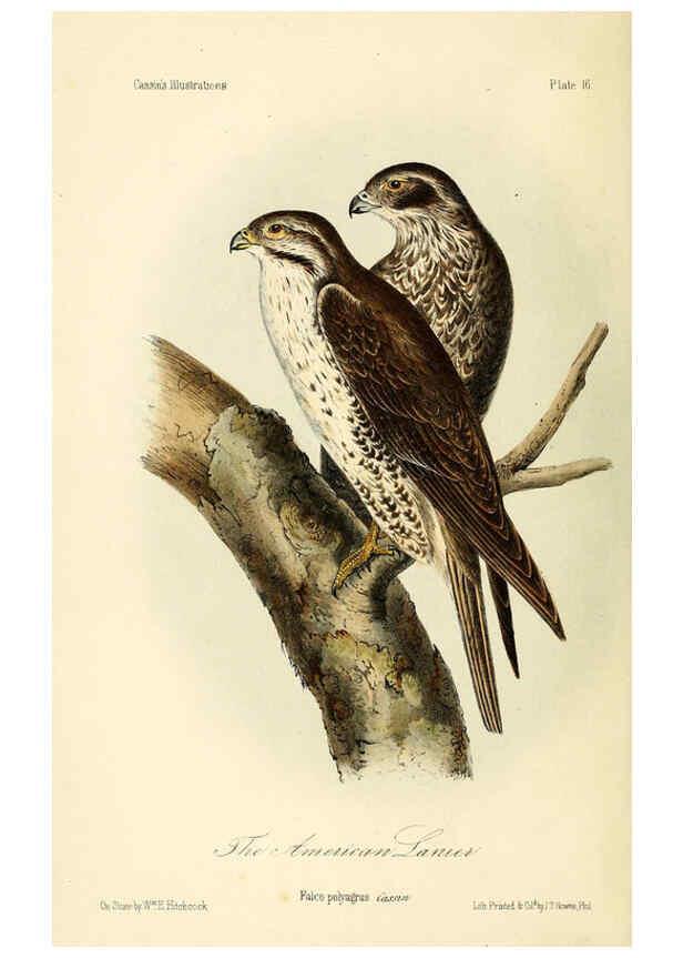 Reproducción/Reproduction 6306009493: Illustrations of the birds of California, Texas, Oregon, British and Russian America Philadelphia: :J.B. Lippincott & Co.,1862