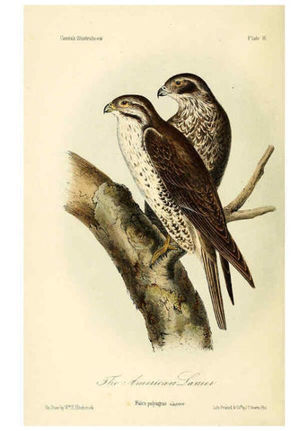 Reproducción/Reproduction 6306009493: Illustrations of the birds of California, Texas, Oregon, British and Russian America Philadelphia: :J.B. Lippincott & Co.,1862