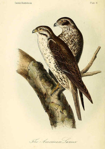 Reproducción/Reproduction 6306009493: Illustrations of the birds of California, Texas, Oregon, British and Russian America Philadelphia: :J.B. Lippincott & Co.,1862