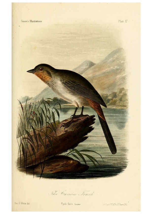 Reproducción/Reproduction 6306010159: Illustrations of the birds of California, Texas, Oregon, British and Russian America Philadelphia: :J.B. Lippincott & Co.,1862
