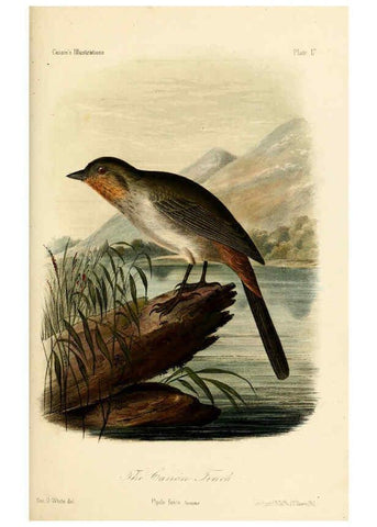 Reproducción/Reproduction 6306010159: Illustrations of the birds of California, Texas, Oregon, British and Russian America Philadelphia: :J.B. Lippincott & Co.,1862