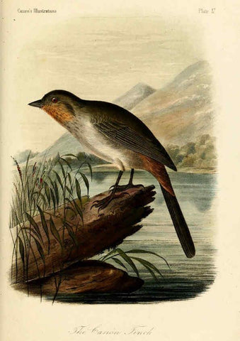 Reproducción/Reproduction 6306010159: Illustrations of the birds of California, Texas, Oregon, British and Russian America Philadelphia: :J.B. Lippincott & Co.,1862