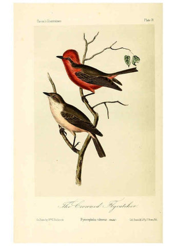 Reproducción/Reproduction 6306534134: Illustrations of the birds of California, Texas, Oregon, British and Russian America Philadelphia: :J.B. Lippincott & Co.,1862