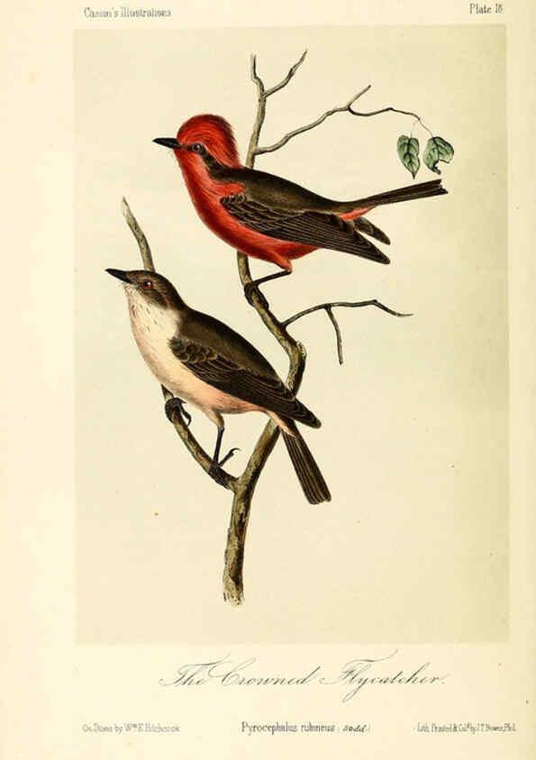 Reproducción/Reproduction 6306534134: Illustrations of the birds of California, Texas, Oregon, British and Russian America Philadelphia: :J.B. Lippincott & Co.,1862