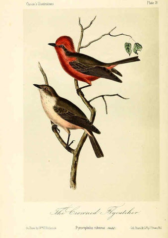 Reproducción/Reproduction 6306534134: Illustrations of the birds of California, Texas, Oregon, British and Russian America Philadelphia: :J.B. Lippincott & Co.,1862