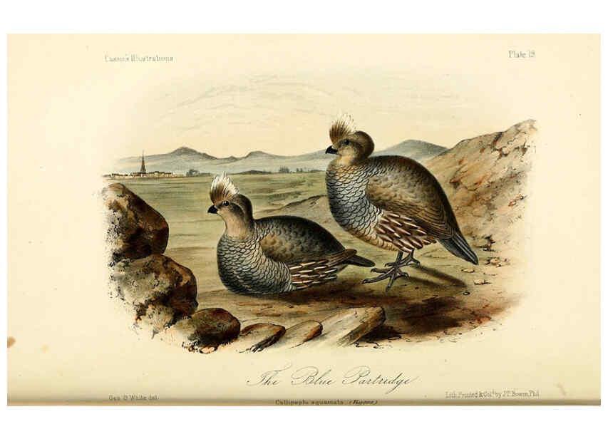 Reproducción/Reproduction 6306534382: Illustrations of the birds of California, Texas, Oregon, British and Russian America Philadelphia: :J.B. Lippincott & Co.,1862