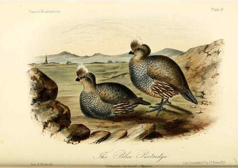 Reproducción/Reproduction 6306534382: Illustrations of the birds of California, Texas, Oregon, British and Russian America Philadelphia: :J.B. Lippincott & Co.,1862