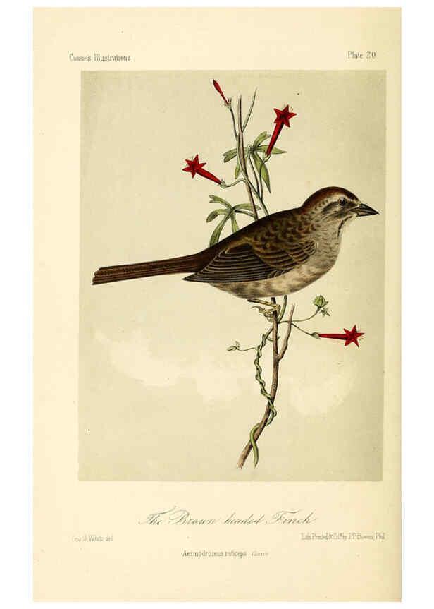 Reproducción/Reproduction 6306010855: Illustrations of the birds of California, Texas, Oregon, British and Russian America Philadelphia: :J.B. Lippincott & Co.,1862