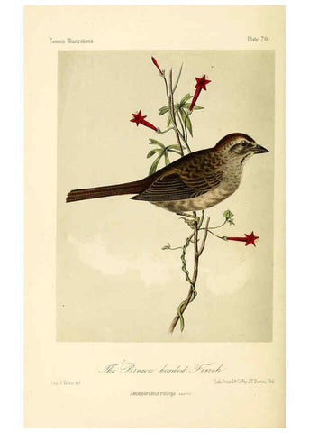Reproducción/Reproduction 6306010855: Illustrations of the birds of California, Texas, Oregon, British and Russian America Philadelphia: :J.B. Lippincott & Co.,1862