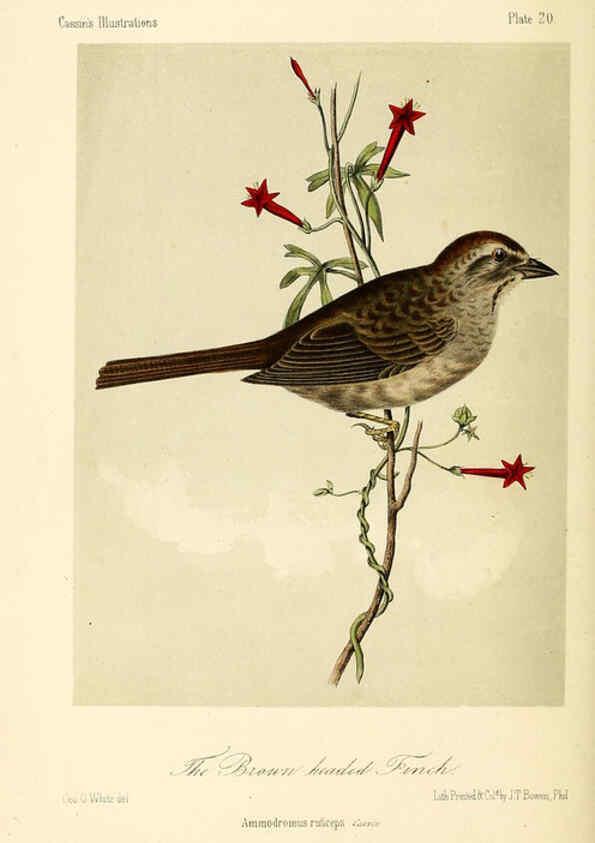 Reproducción/Reproduction 6306010855: Illustrations of the birds of California, Texas, Oregon, British and Russian America Philadelphia: :J.B. Lippincott & Co.,1862