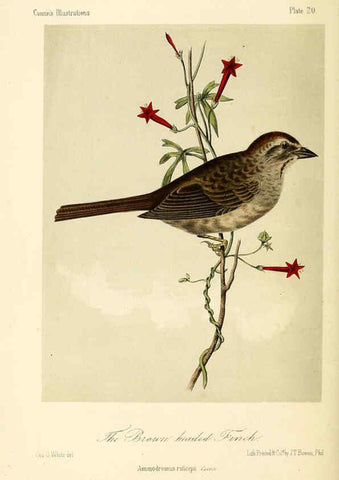 Reproducción/Reproduction 6306010855: Illustrations of the birds of California, Texas, Oregon, British and Russian America Philadelphia: :J.B. Lippincott & Co.,1862