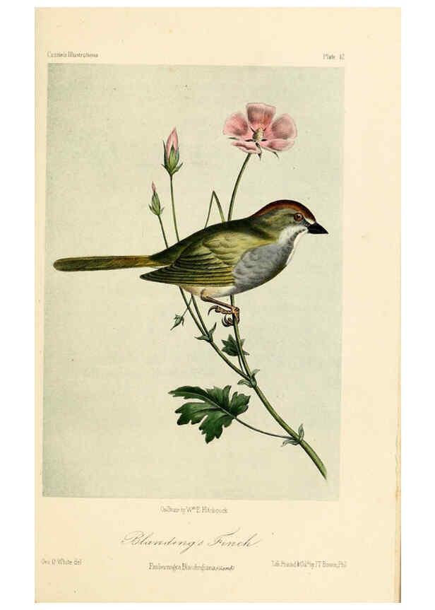 Reproducción/Reproduction 6306532124: Illustrations of the birds of California, Texas, Oregon, British and Russian America Philadelphia: :J.B. Lippincott & Co.,1862