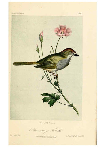 Reproducción/Reproduction 6306532124: Illustrations of the birds of California, Texas, Oregon, British and Russian America Philadelphia: :J.B. Lippincott & Co.,1862