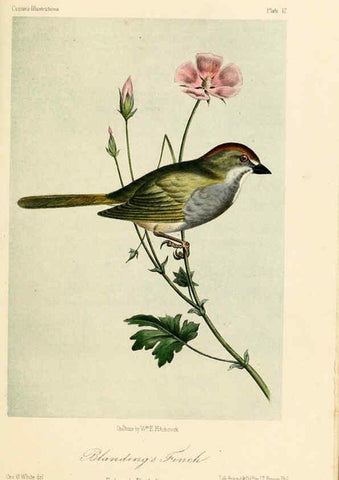 Reproducción/Reproduction 6306532124: Illustrations of the birds of California, Texas, Oregon, British and Russian America Philadelphia: :J.B. Lippincott & Co.,1862