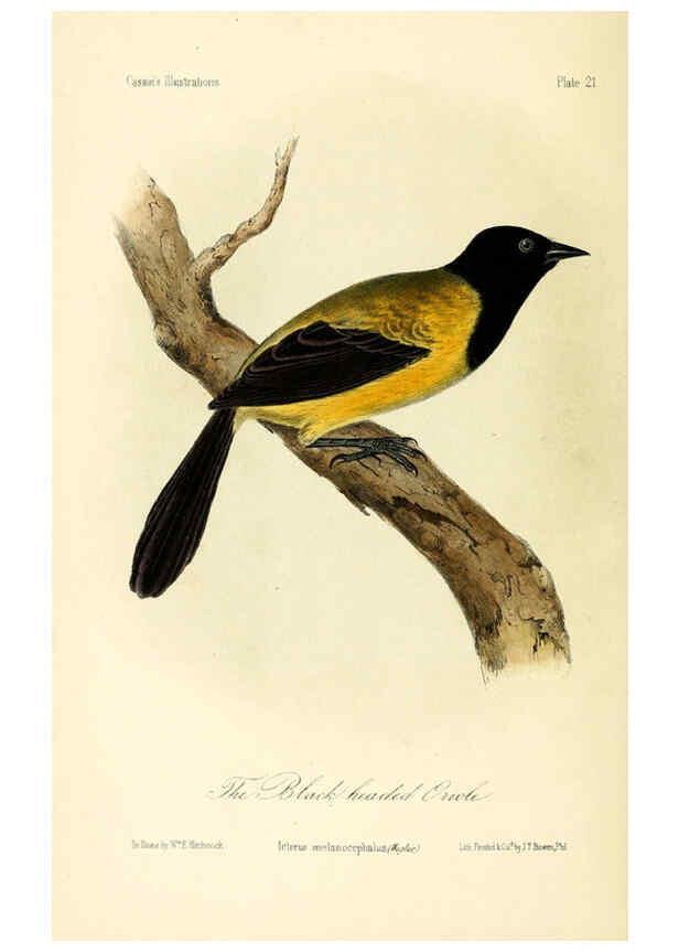 Reproducción/Reproduction 6306011127: Illustrations of the birds of California, Texas, Oregon, British and Russian America Philadelphia: :J.B. Lippincott & Co.,1862