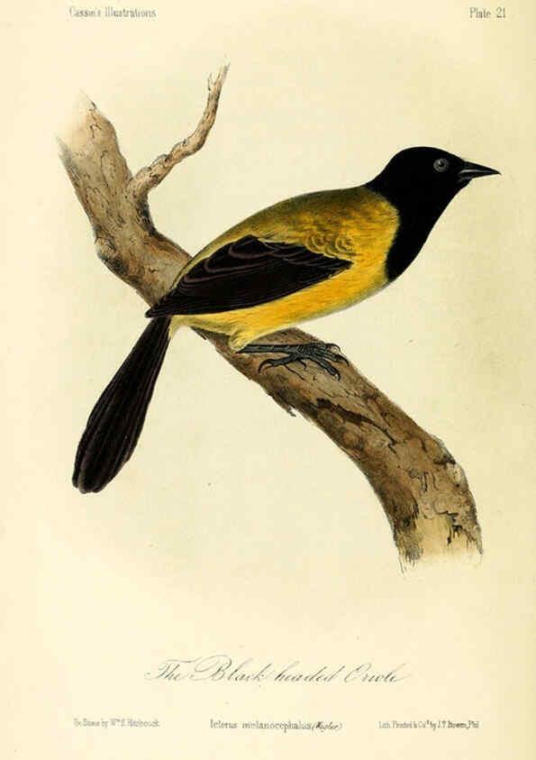 Reproducción/Reproduction 6306011127: Illustrations of the birds of California, Texas, Oregon, British and Russian America Philadelphia: :J.B. Lippincott & Co.,1862