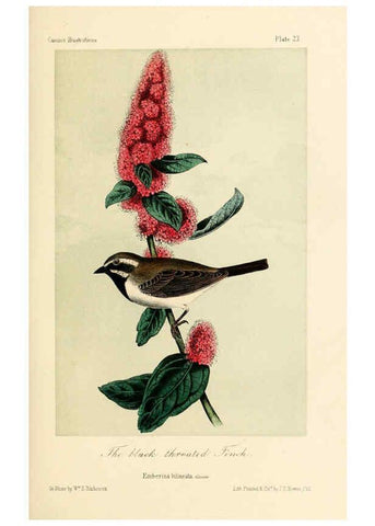 Reproducción/Reproduction 6306535412: Illustrations of the birds of California, Texas, Oregon, British and Russian America Philadelphia: :J.B. Lippincott & Co.,1862