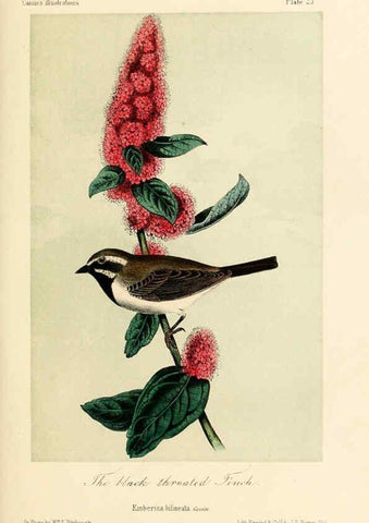 Reproducción/Reproduction 6306535412: Illustrations of the birds of California, Texas, Oregon, British and Russian America Philadelphia: :J.B. Lippincott & Co.,1862