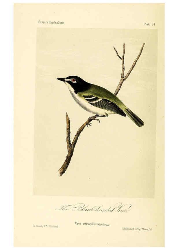Reproducción/Reproduction 6306012031: Illustrations of the birds of California, Texas, Oregon, British and Russian America Philadelphia: :J.B. Lippincott & Co.,1862