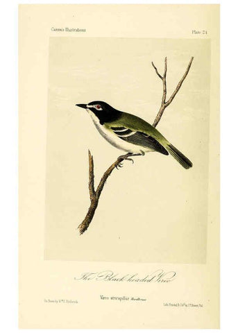 Reproducción/Reproduction 6306012031: Illustrations of the birds of California, Texas, Oregon, British and Russian America Philadelphia: :J.B. Lippincott & Co.,1862