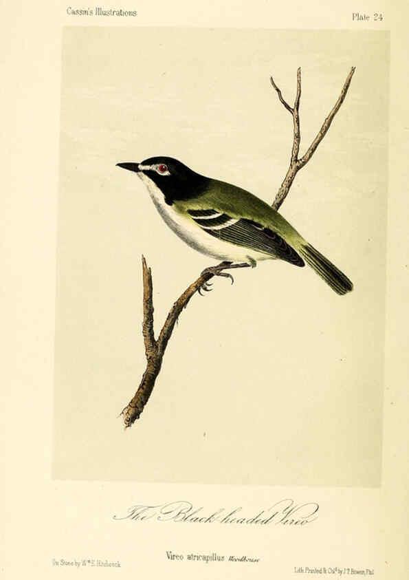 Reproducción/Reproduction 6306012031: Illustrations of the birds of California, Texas, Oregon, British and Russian America Philadelphia: :J.B. Lippincott & Co.,1862