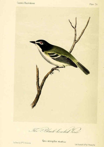 Reproducción/Reproduction 6306012031: Illustrations of the birds of California, Texas, Oregon, British and Russian America Philadelphia: :J.B. Lippincott & Co.,1862
