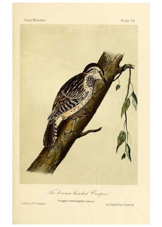 Reproducción/Reproduction 6306535918: Illustrations of the birds of California, Texas, Oregon, British and Russian America Philadelphia: :J.B. Lippincott & Co.,1862