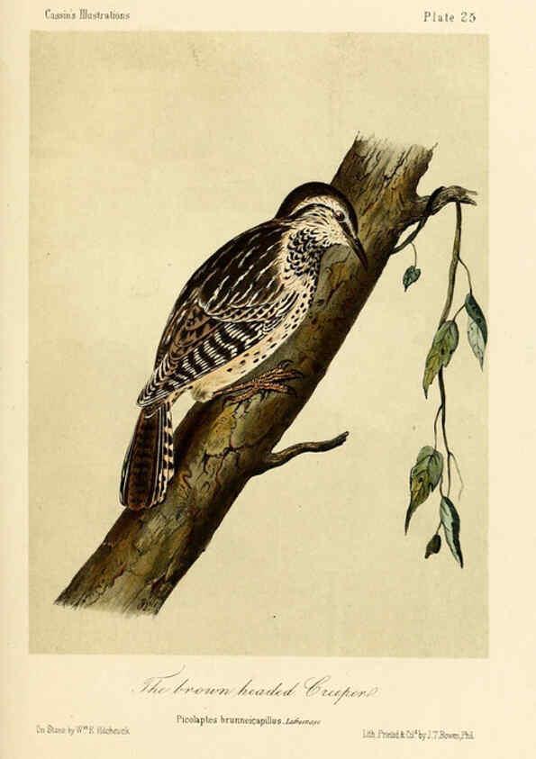 Reproducción/Reproduction 6306535918: Illustrations of the birds of California, Texas, Oregon, British and Russian America Philadelphia: :J.B. Lippincott & Co.,1862