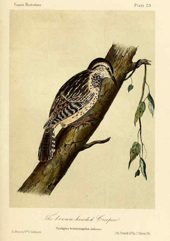 Reproducción/Reproduction 6306535918: Illustrations of the birds of California, Texas, Oregon, British and Russian America Philadelphia: :J.B. Lippincott & Co.,1862
