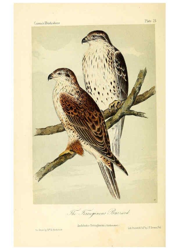 Reproducción/Reproduction 6306536158: Illustrations of the birds of California, Texas, Oregon, British and Russian America Philadelphia: :J.B. Lippincott & Co.,1862