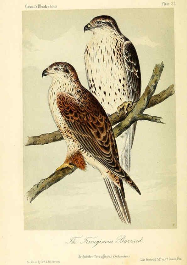 Reproducción/Reproduction 6306536158: Illustrations of the birds of California, Texas, Oregon, British and Russian America Philadelphia: :J.B. Lippincott & Co.,1862