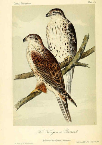 Reproducción/Reproduction 6306536158: Illustrations of the birds of California, Texas, Oregon, British and Russian America Philadelphia: :J.B. Lippincott & Co.,1862